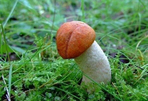 le champignon symbolise une tête de pénis élargie